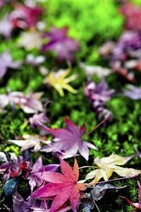 Preview wallpaper leaves, grass, autumn, nature, blur