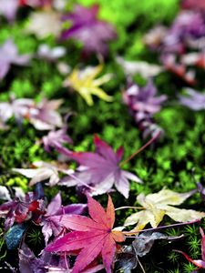 Preview wallpaper leaves, grass, autumn, nature, blur