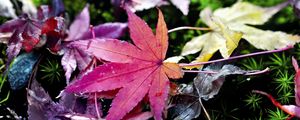 Preview wallpaper leaves, grass, autumn, nature, blur