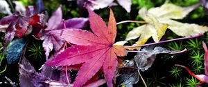 Preview wallpaper leaves, grass, autumn, nature, blur