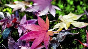 Preview wallpaper leaves, grass, autumn, nature, blur