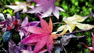 Preview wallpaper leaves, grass, autumn, nature, blur