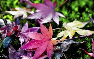 Preview wallpaper leaves, grass, autumn, nature, blur