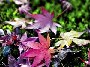 Preview wallpaper leaves, grass, autumn, nature, blur