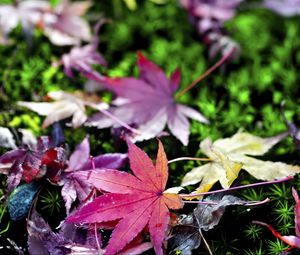 Preview wallpaper leaves, grass, autumn, nature, blur