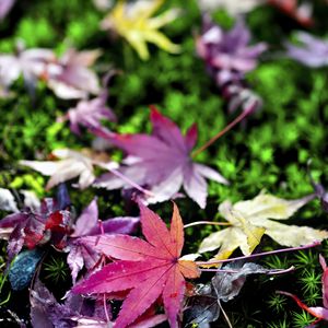 Preview wallpaper leaves, grass, autumn, nature, blur