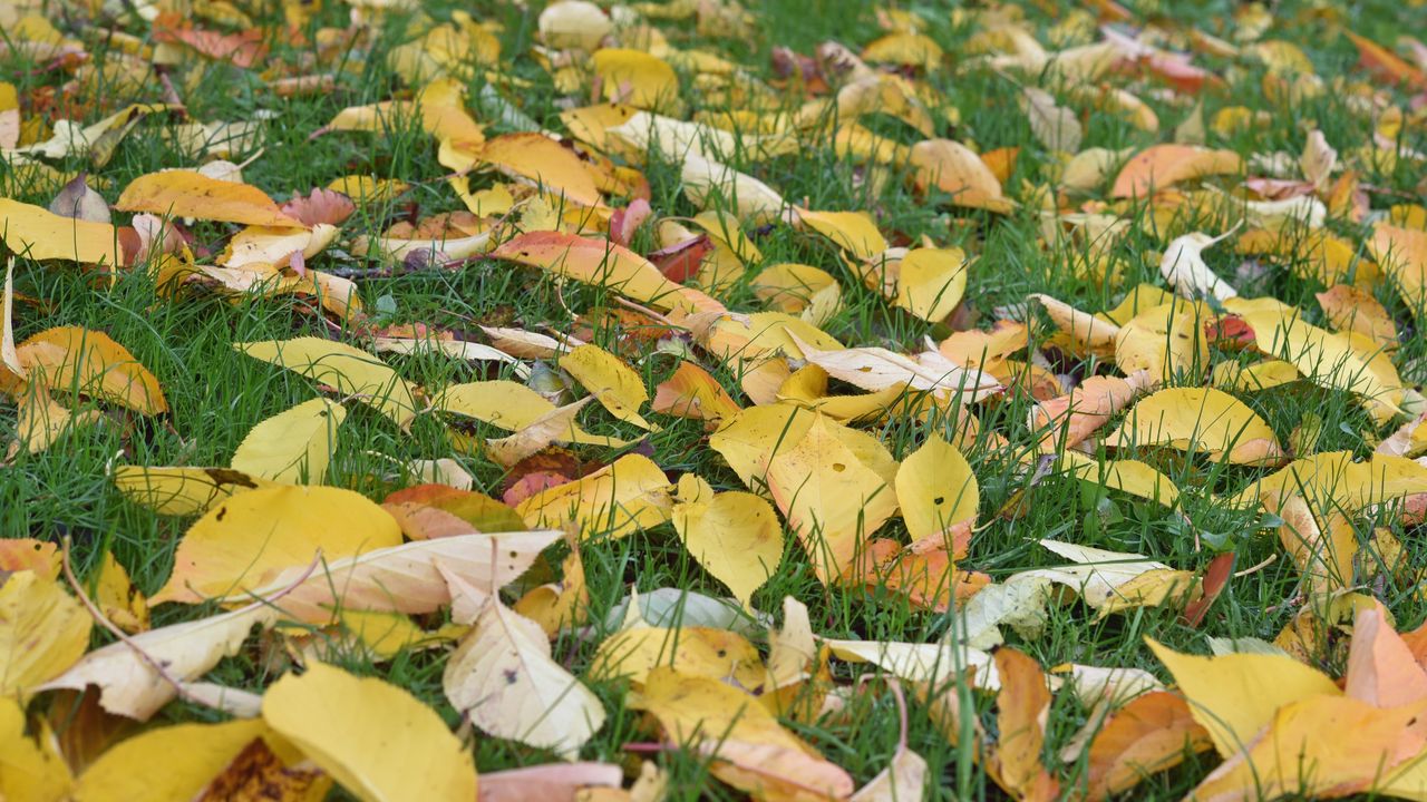 Wallpaper leaves, grass, autumn, yellow