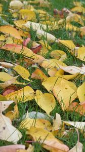 Preview wallpaper leaves, grass, autumn, yellow