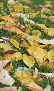 Preview wallpaper leaves, grass, autumn, yellow