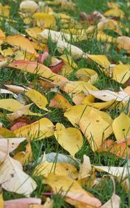 Preview wallpaper leaves, grass, autumn, yellow