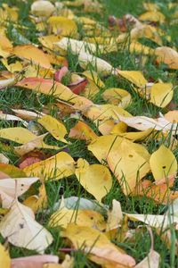 Preview wallpaper leaves, grass, autumn, yellow