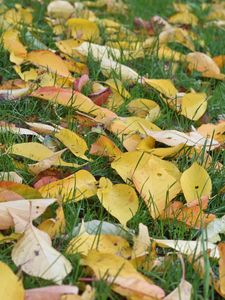 Preview wallpaper leaves, grass, autumn, yellow
