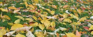 Preview wallpaper leaves, grass, autumn, yellow