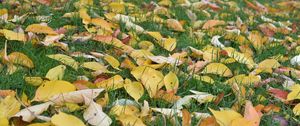 Preview wallpaper leaves, grass, autumn, yellow