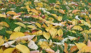 Preview wallpaper leaves, grass, autumn, yellow