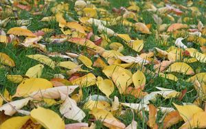Preview wallpaper leaves, grass, autumn, yellow