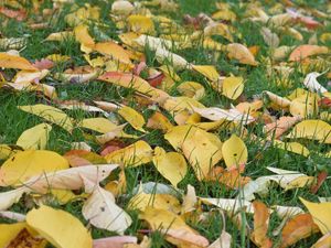 Preview wallpaper leaves, grass, autumn, yellow