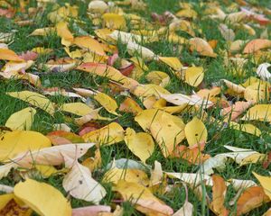 Preview wallpaper leaves, grass, autumn, yellow