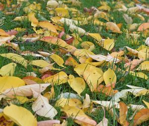 Preview wallpaper leaves, grass, autumn, yellow