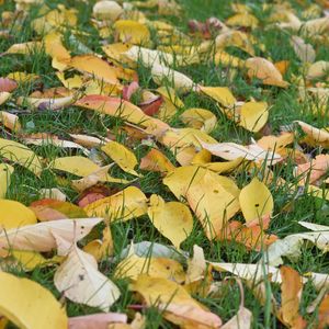 Preview wallpaper leaves, grass, autumn, yellow