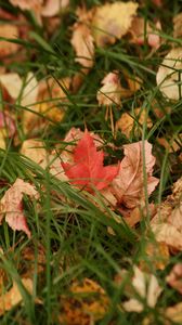 Preview wallpaper leaves, grass, autumn, dry