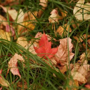 Preview wallpaper leaves, grass, autumn, dry