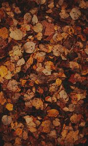 Preview wallpaper leaves, grass, autumn, brown, dry