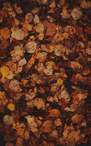 Preview wallpaper leaves, grass, autumn, brown, dry