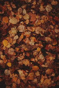 Preview wallpaper leaves, grass, autumn, brown, dry