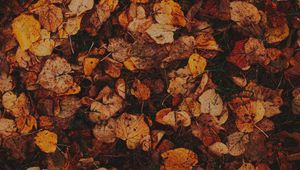 Preview wallpaper leaves, grass, autumn, brown, dry