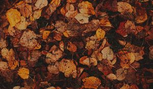 Preview wallpaper leaves, grass, autumn, brown, dry