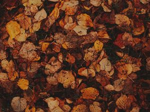 Preview wallpaper leaves, grass, autumn, brown, dry