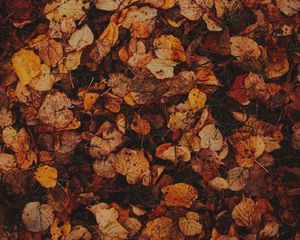 Preview wallpaper leaves, grass, autumn, brown, dry