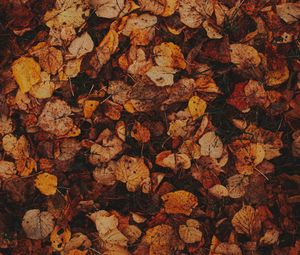 Preview wallpaper leaves, grass, autumn, brown, dry