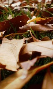 Preview wallpaper leaves, grass, autumn, earth, withering
