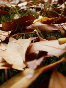 Preview wallpaper leaves, grass, autumn, earth, withering