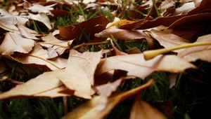 Preview wallpaper leaves, grass, autumn, earth, withering