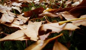 Preview wallpaper leaves, grass, autumn, earth, withering