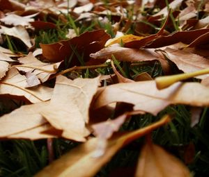 Preview wallpaper leaves, grass, autumn, earth, withering