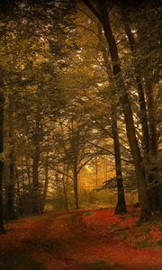 Preview wallpaper leaves, grass, autumn, forest