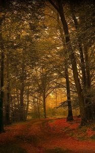 Preview wallpaper leaves, grass, autumn, forest