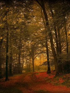 Preview wallpaper leaves, grass, autumn, forest