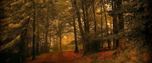 Preview wallpaper leaves, grass, autumn, forest