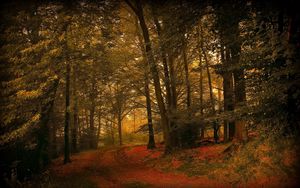 Preview wallpaper leaves, grass, autumn, forest