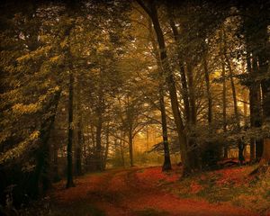 Preview wallpaper leaves, grass, autumn, forest