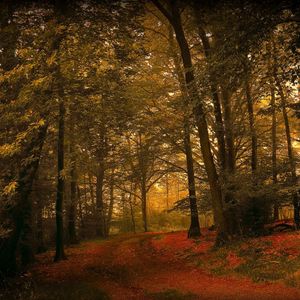 Preview wallpaper leaves, grass, autumn, forest