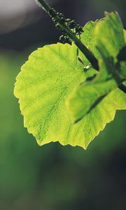 Preview wallpaper leaves, grass, background