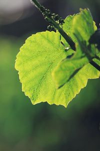 Preview wallpaper leaves, grass, background