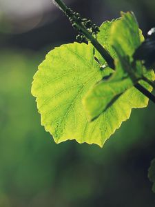 Preview wallpaper leaves, grass, background