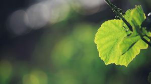 Preview wallpaper leaves, grass, background